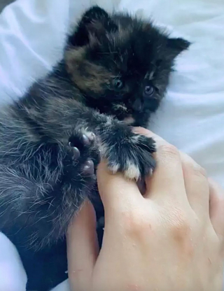 Illustration de l'article : Un chaton en détresse est retrouvé par des randonneurs dans les bois (vidéo)