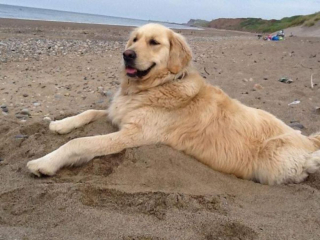 Illustration de l'article : Une chienne malade a son propre chauffeur de taxi pour se rendre à la plage