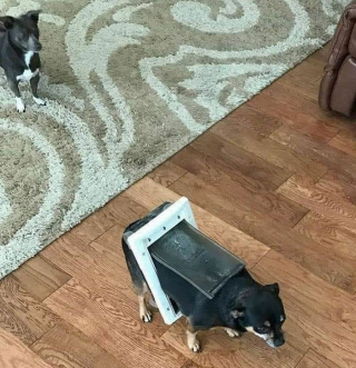 Illustration de l'article : 20 chiens et chats qui ont instantanément regretté d'avoir été trop curieux