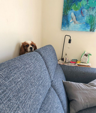 Illustration de l'article : 20 chiens et chats qui ont instantanément regretté d'avoir été trop curieux