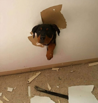 Illustration de l'article : 20 chiens et chats qui ont instantanément regretté d'avoir été trop curieux