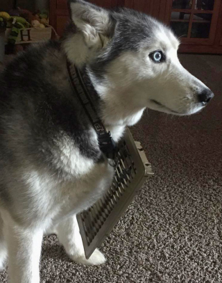 Illustration de l'article : 20 chiens et chats qui ont instantanément regretté d'avoir été trop curieux