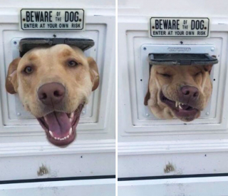 Illustration de l'article : 20 chiens et chats qui ont instantanément regretté d'avoir été trop curieux