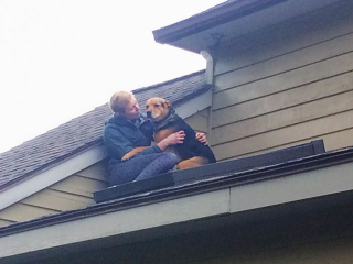 Illustration de l'article : 20 chiens et chats qui ont instantanément regretté d'avoir été trop curieux