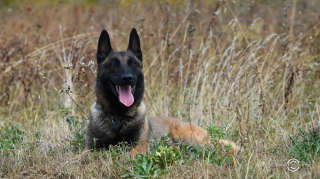 Illustration de l'article : Alors qu’il devait se faire euthanasier, ce chien maltraité est repéré pour ses aptitudes et devient un excellent chien de gendarme