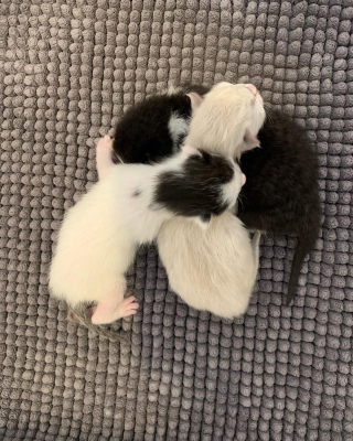 Illustration de l'article : Des bénévoles tentent de retrouver la mère de 3 chatons, abandonnés dans une boîte en carton