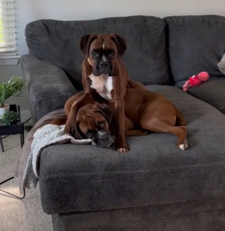 Illustration de l'article : Après le décès de sa fidèle amie canine, ce Boxer trouve du réconfort auprès de la nouvelle chienne du foyer