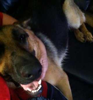 Illustration de l'article : Un facteur se lie d’amitié avec une chienne et réalise son dernier souhait après son décès