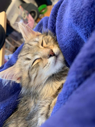 Illustration de l'article : 20 photos montrant que les chats savent aussi se montrer loyaux et affectueux