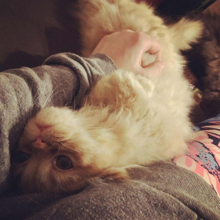 Illustration de l'article : 20 photos montrant que les chats savent aussi se montrer loyaux et affectueux