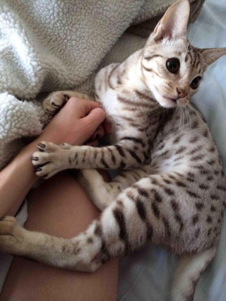 Illustration de l'article : 20 photos montrant que les chats savent aussi se montrer loyaux et affectueux