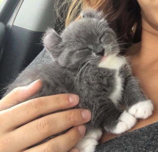 Illustration de l'article : 20 photos montrant que les chats savent aussi se montrer loyaux et affectueux