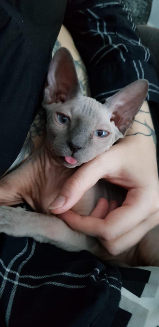 Illustration de l'article : 20 photos montrant que les chats savent aussi se montrer loyaux et affectueux