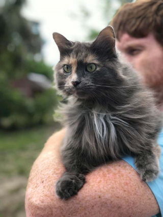 Illustration de l'article : 20 photos montrant que les chats savent aussi se montrer loyaux et affectueux