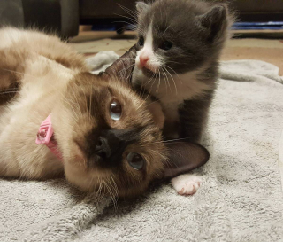 Illustration de l'article : 20 photos montrant que les chats savent aussi se montrer loyaux et affectueux