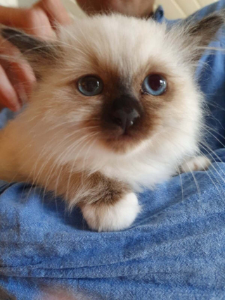 Illustration de l'article : 20 photos montrant que les chats savent aussi se montrer loyaux et affectueux