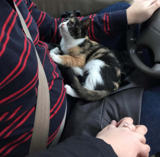 Illustration de l'article : 20 photos montrant que les chats savent aussi se montrer loyaux et affectueux