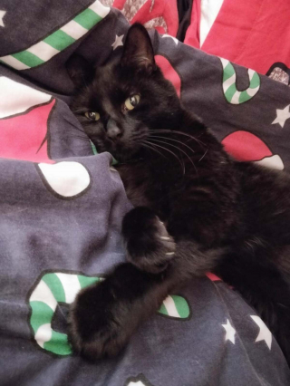 Illustration de l'article : 20 photos montrant que les chats savent aussi se montrer loyaux et affectueux