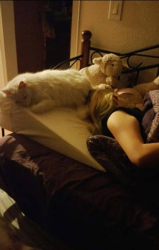 Illustration de l'article : 20 photos montrant que les chats savent aussi se montrer loyaux et affectueux