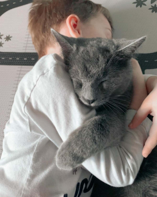 Illustration de l'article : 20 photos montrant que les chats savent aussi se montrer loyaux et affectueux