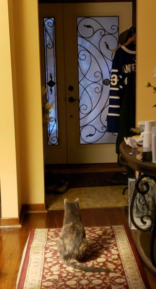 Illustration de l'article : 20 photos montrant que les chats savent aussi se montrer loyaux et affectueux