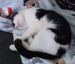 Illustration de l'article : Ils enterrent leur chat décédé dans leur jardin, et le retrouvent tranquillement installé dans leur maison le lendemain