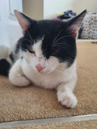 Illustration de l'article : Ils enterrent leur chat décédé dans leur jardin, et le retrouvent tranquillement installé dans leur maison le lendemain