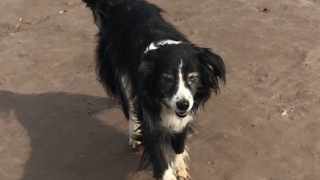 Illustration de l'article : Un chien de 15 ans tombe dans une fosse de près de 5 mètres, sous le regard impuissant de sa propriétaire