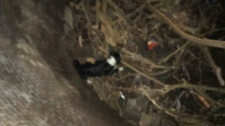 Illustration de l'article : Un chien de 15 ans tombe dans une fosse de près de 5 mètres, sous le regard impuissant de sa propriétaire