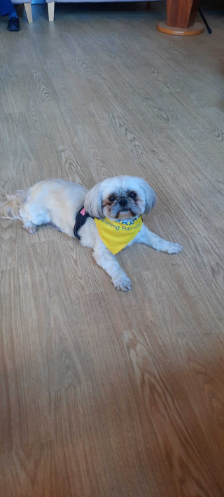 Illustration de l'article : Minnie, chienne de thérapie, se rend tous les mercredis dans une unité de soins psychiatriques pour aider les patients