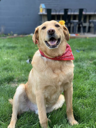 Illustration de l'article : Un chien abandonné rejoint le foyer d’un homme politique et devient célèbre sur Twitter