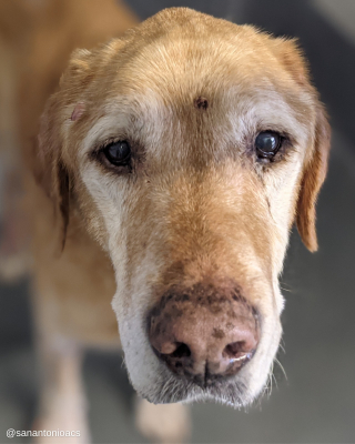 Illustration de l'article : Un homme ne peut retenir ses larmes en retrouvant le chien qu’il avait perdu 10 ans auparavant