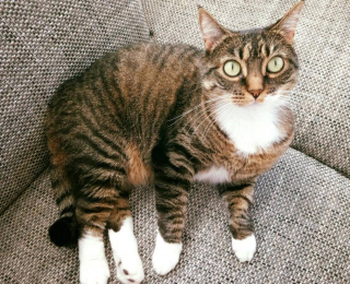 Illustration de l'article : Un couple décide d’adopter une chatte dont personne ne voulait à cause de son handicap