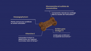 Illustration de l'article : Flexadin Mobility For Life, des compléments alimentaires savoureux pour prévenir les problèmes articulaires des chiens et des chats