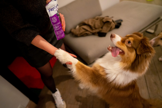 Illustration de l'article : Flexadin Mobility For Life, des compléments alimentaires savoureux pour prévenir les problèmes articulaires des chiens et des chats