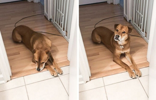 Illustration de l'article : 20 photos de chiens et de chats attachants qui suivent leur humain comme leur ombre 