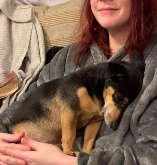 Illustration de l'article : 20 photos de chiens et de chats attachants qui suivent leur humain comme leur ombre 