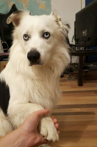 Illustration de l'article : 20 photos de chiens et de chats attachants qui suivent leur humain comme leur ombre 