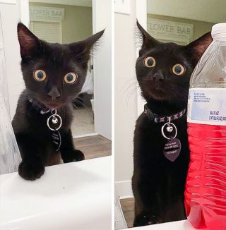 Illustration de l'article : 20 photos de chiens et de chats attachants qui suivent leur humain comme leur ombre 