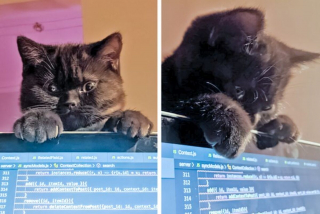 Illustration de l'article : 20 photos de chiens et de chats attachants qui suivent leur humain comme leur ombre 