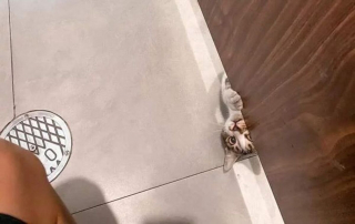 Illustration de l'article : 20 photos de chiens et de chats attachants qui suivent leur humain comme leur ombre 