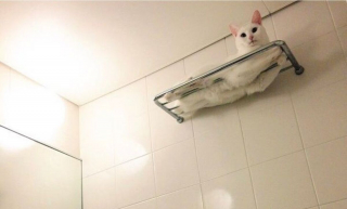 Illustration de l'article : 20 photos de chiens et de chats attachants qui suivent leur humain comme leur ombre 