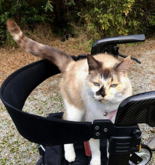 Illustration de l'article : 20 photos de chiens et de chats attachants qui suivent leur humain comme leur ombre 