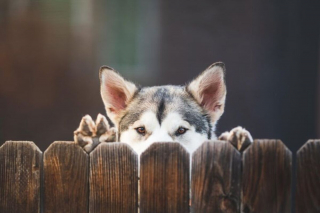 Illustration de l'article : 20 photos de chiens et de chats attachants qui suivent leur humain comme leur ombre 