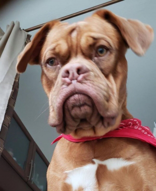 Illustration de l'article : 20 photos de chiens et de chats attachants qui suivent leur humain comme leur ombre 