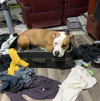 Illustration de l'article : 20 photos de chiens et de chats attachants qui suivent leur humain comme leur ombre 