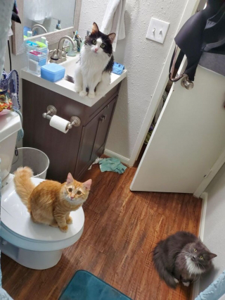 Illustration de l'article : 20 photos de chiens et de chats attachants qui suivent leur humain comme leur ombre 