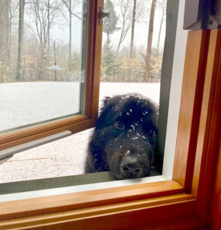 Illustration de l'article : 20 photos de chiens et de chats attachants qui suivent leur humain comme leur ombre 