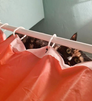 Illustration de l'article : 20 photos de chiens et de chats attachants qui suivent leur humain comme leur ombre 