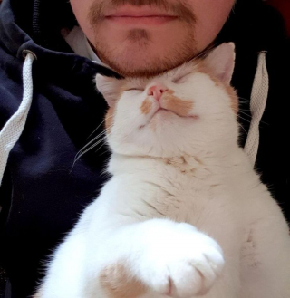 Illustration de l'article : 20 photos de chiens et de chats attachants qui suivent leur humain comme leur ombre 